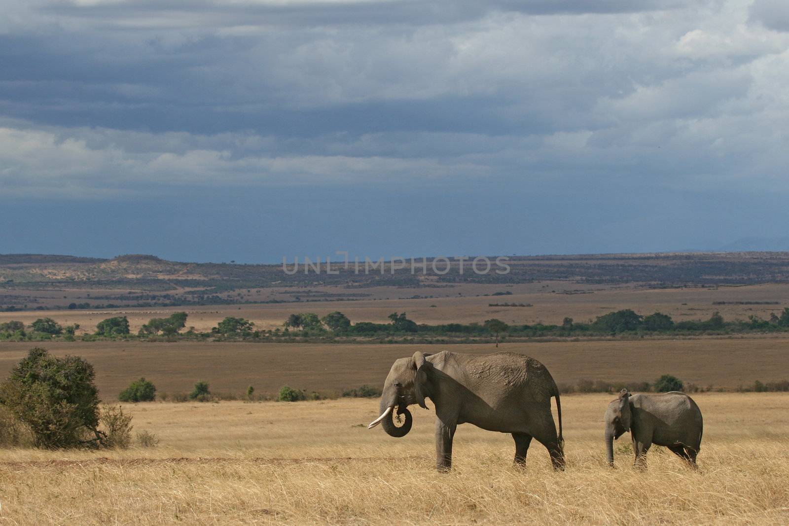 African elephant mother and cub in Masai Mara