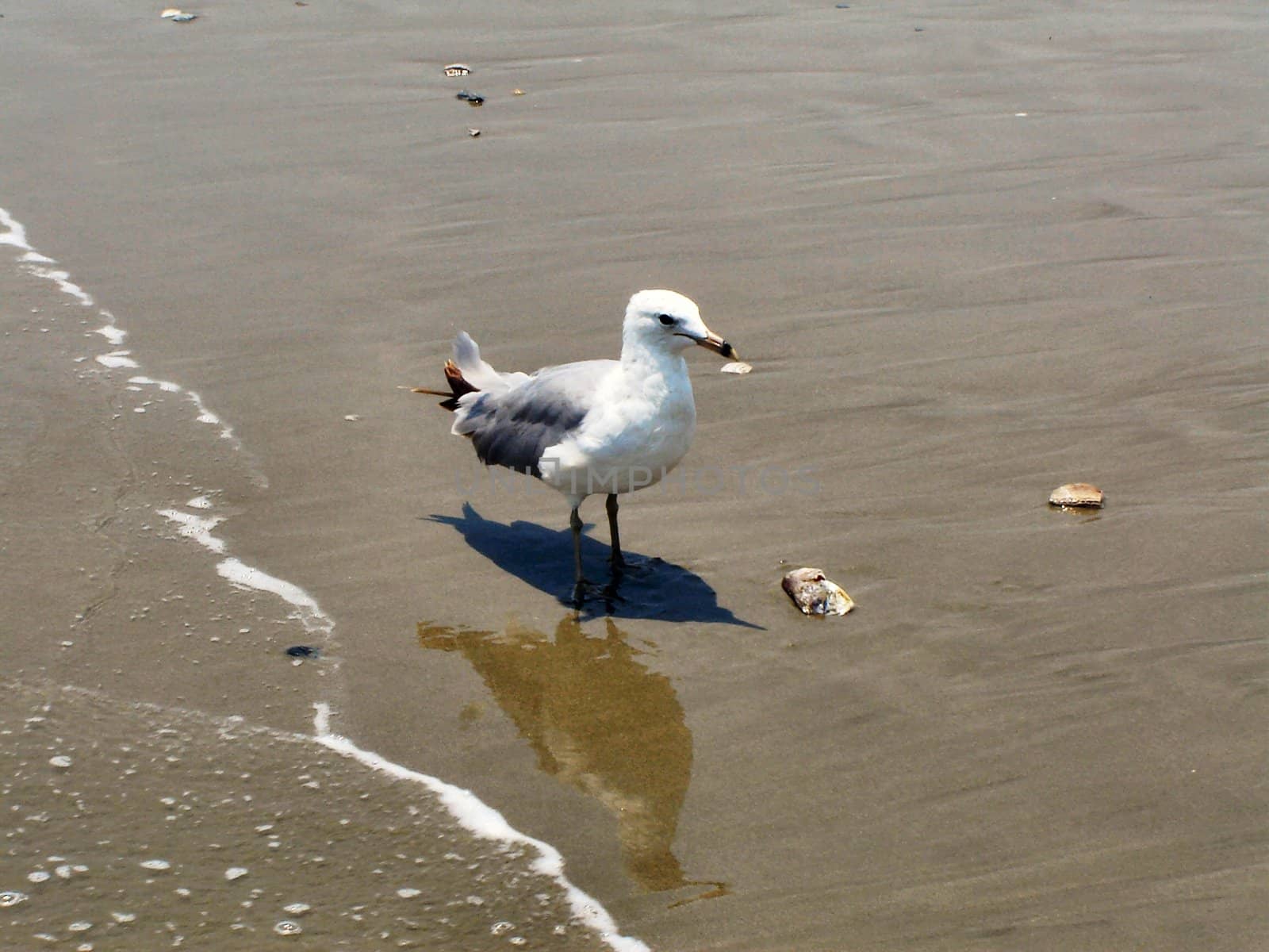 Bird on beach by RefocusPhoto