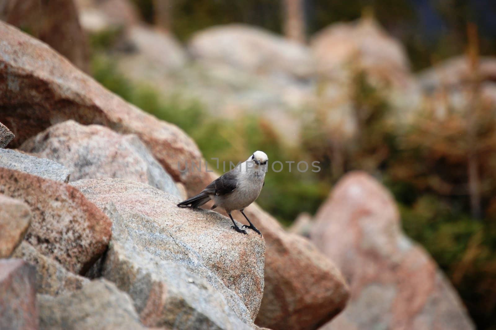 Bird on Rock by RefocusPhoto