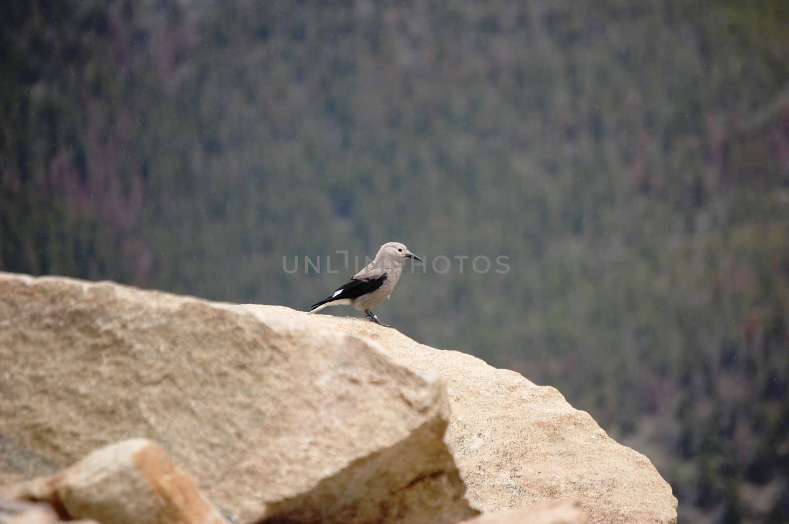 Bird on Rock by RefocusPhoto