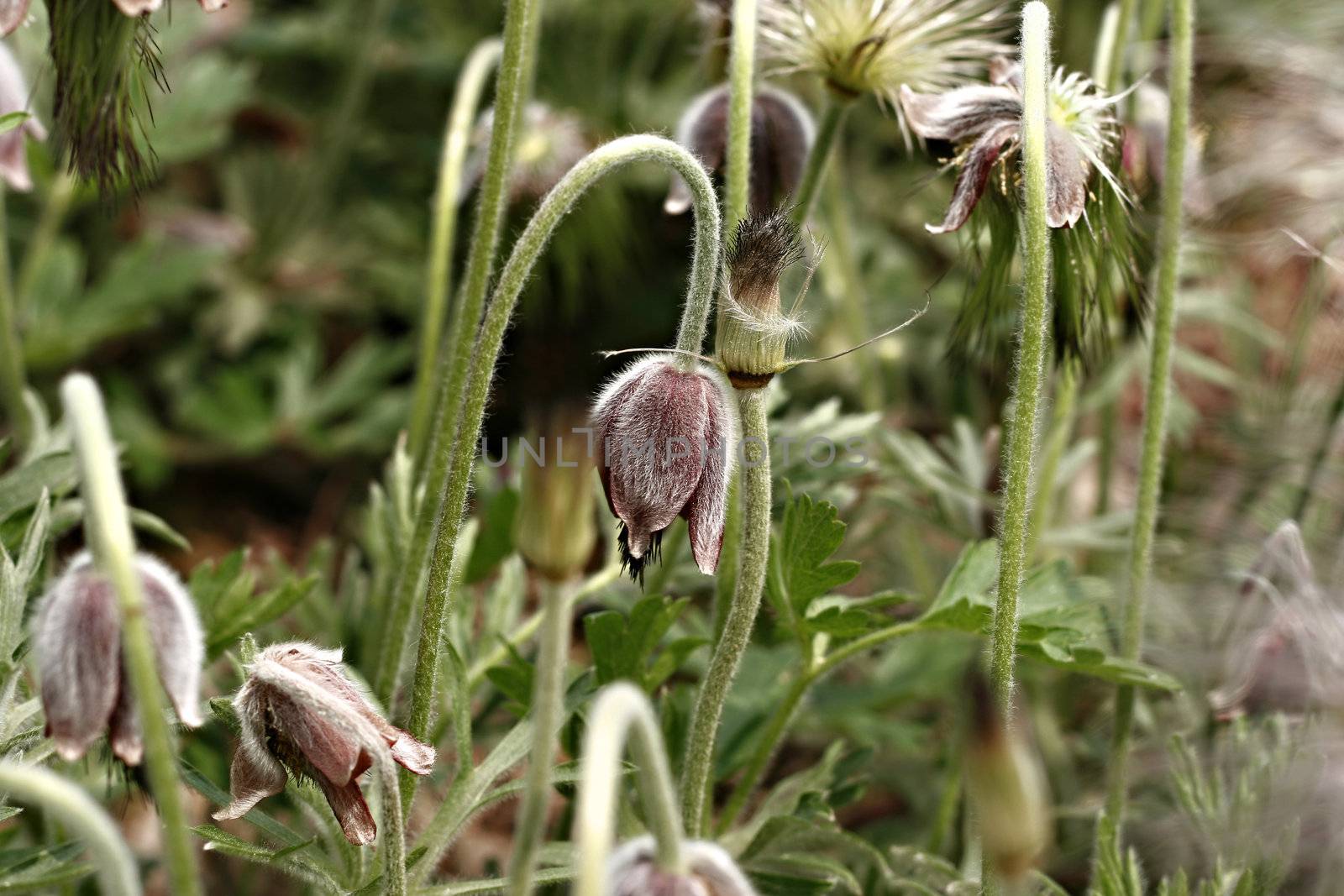 Pulsatilla Koreana Nakai flower - botanical garden at olympic park in korea.