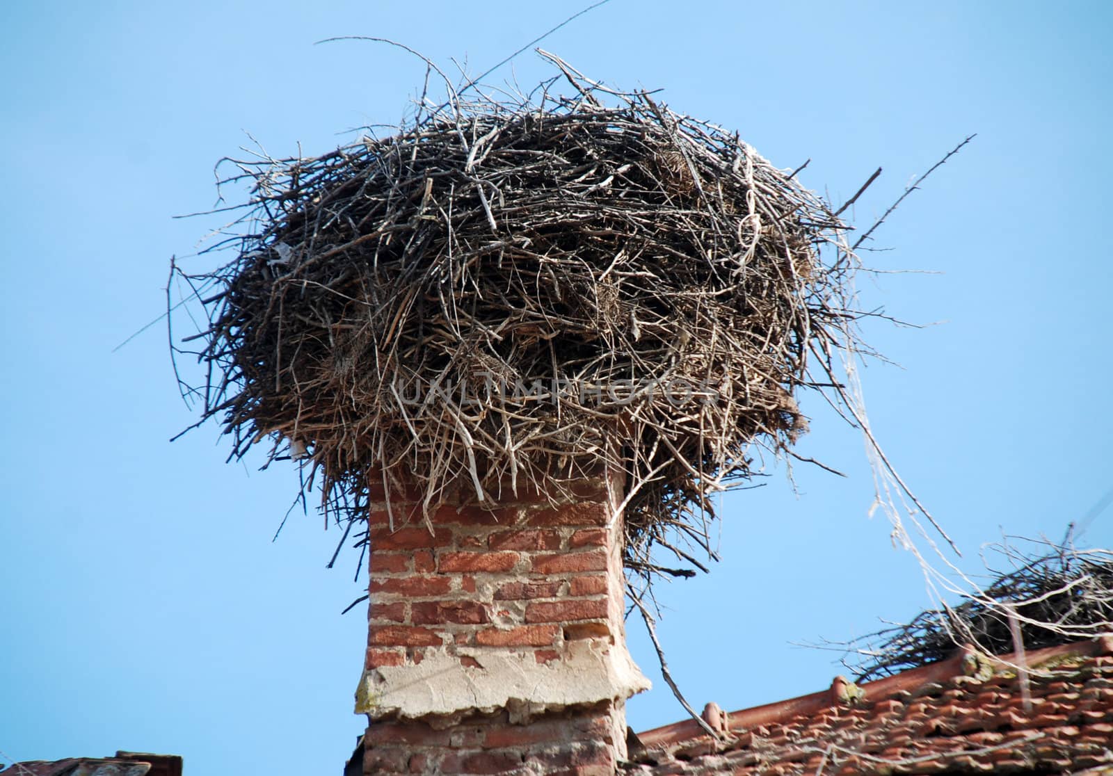 stork nest