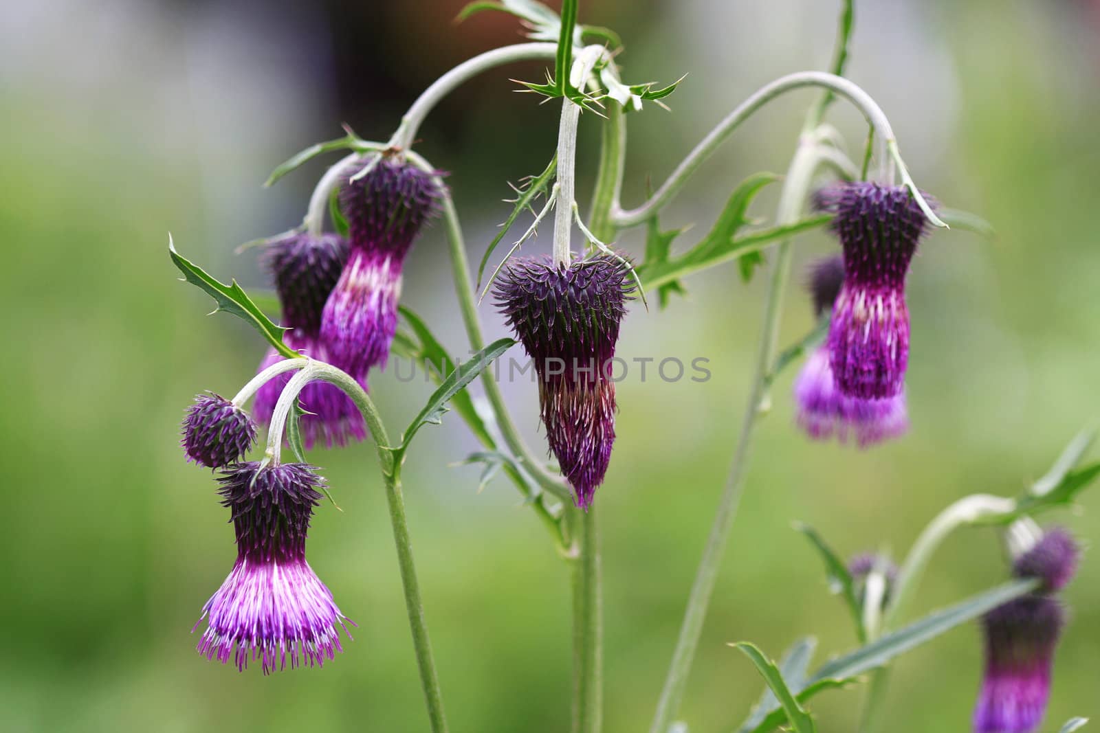 Purple Thistle wild flower blooming in the month of August in Korea