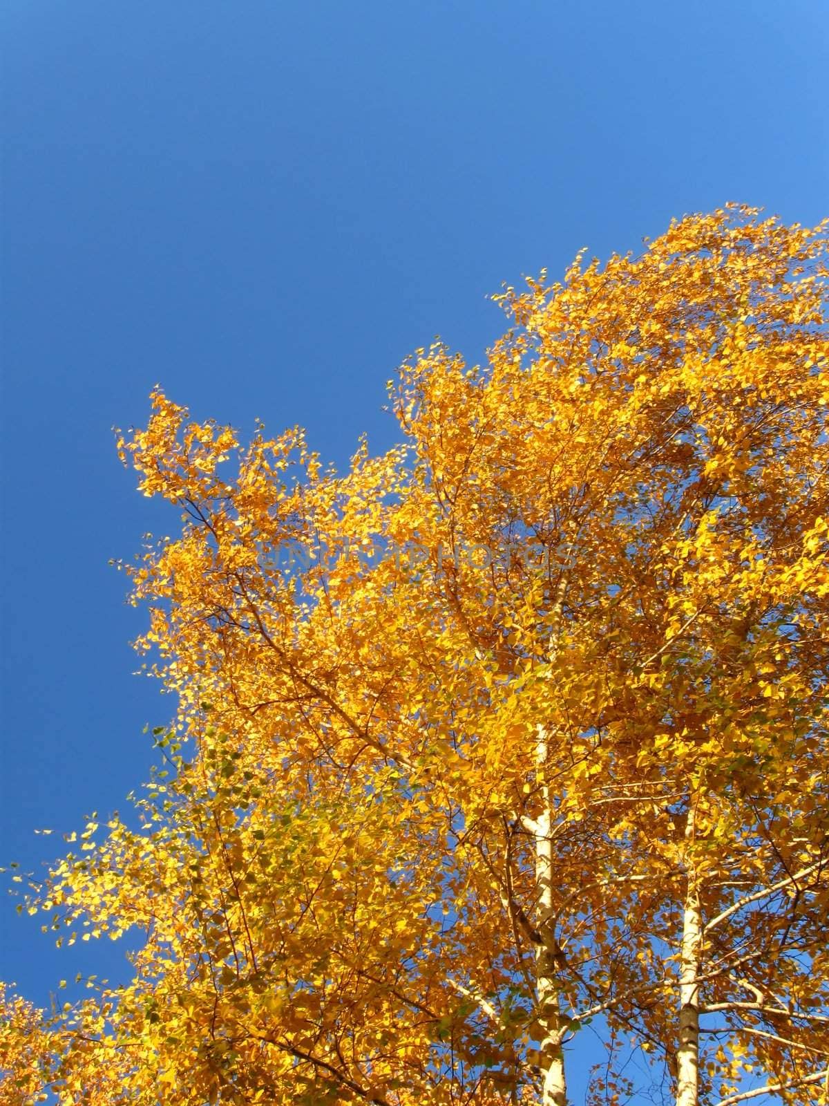 yellow autumn birches on the blue sky background