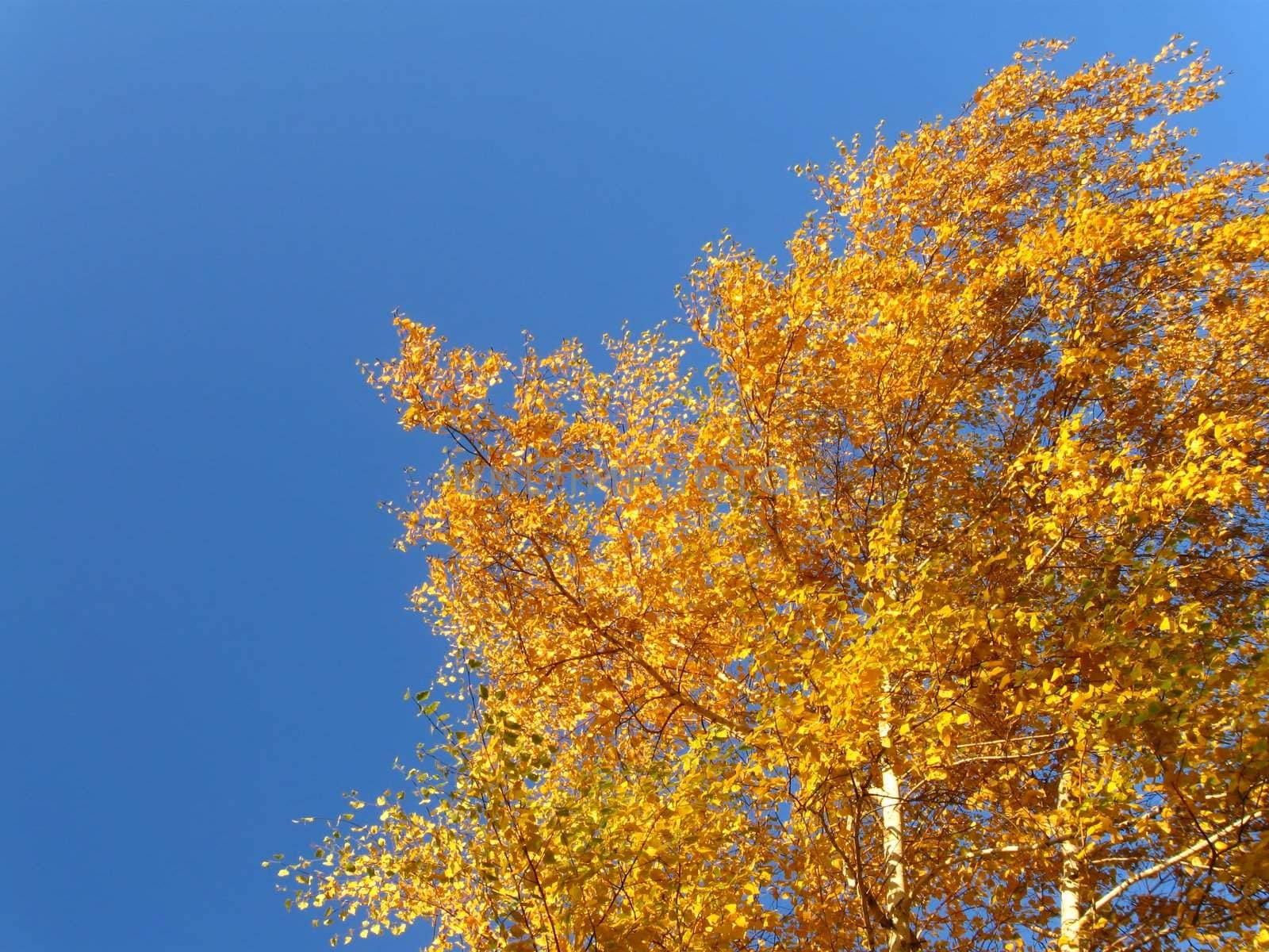 yellow autumn birches on the blue sky background