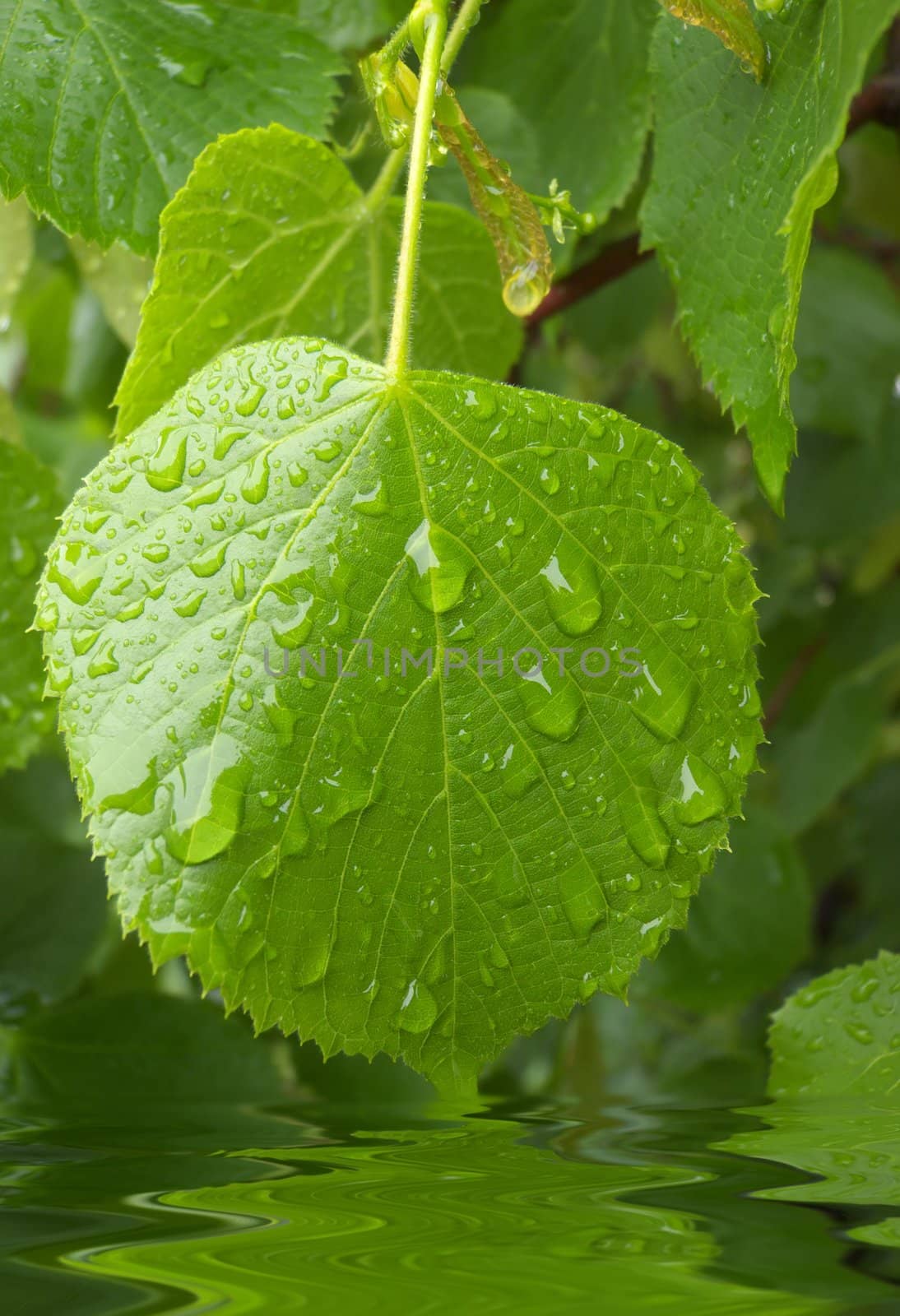 raindrops on lime-tree leaves by jbouzou