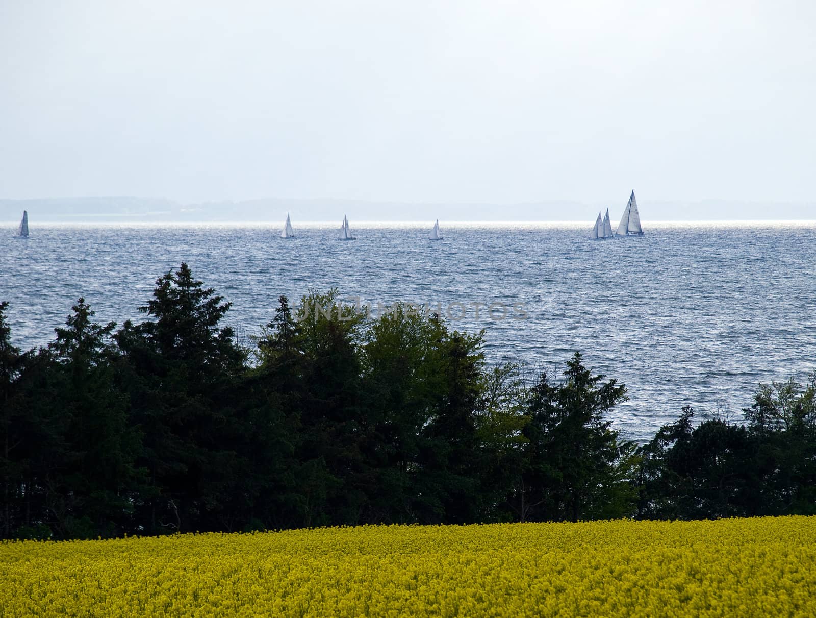 Sailboats yachts in clear blue sea with field in the foreground 