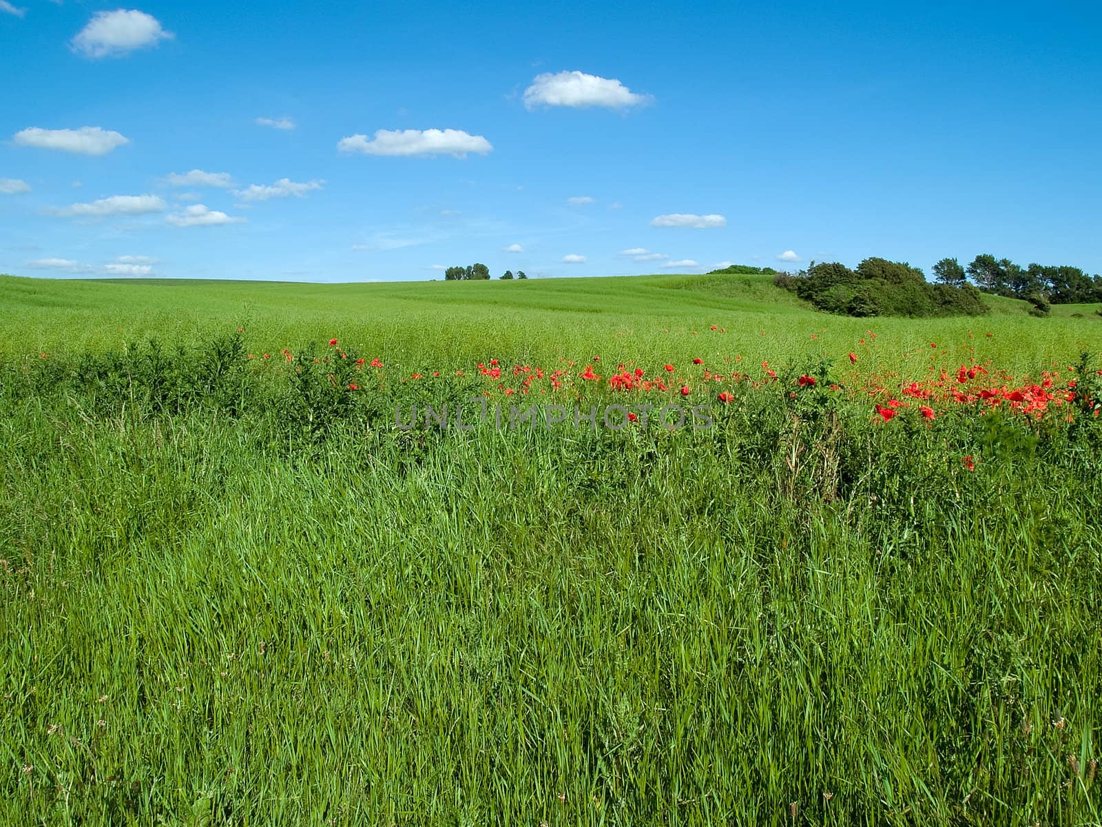 Beutiful lush green field background with clear summer blue sky