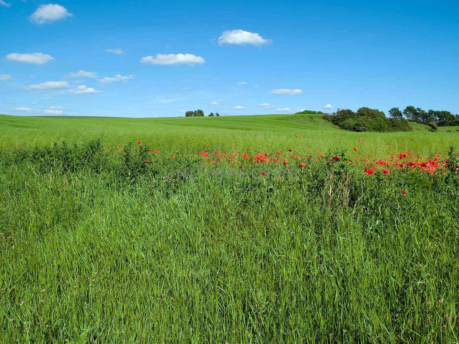 Beutiful lush green field background with clear summer blue sky