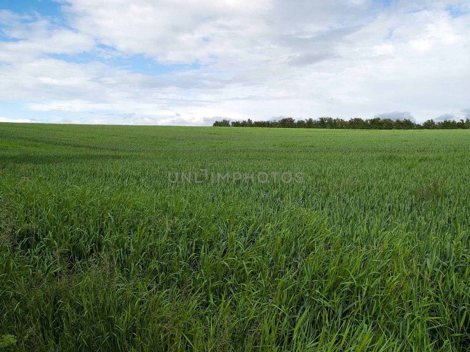 Beutiful lush green field agriculture background image