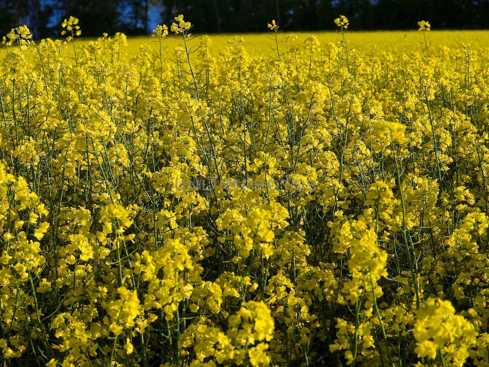 Blooming rape flowers field - alternative energy background