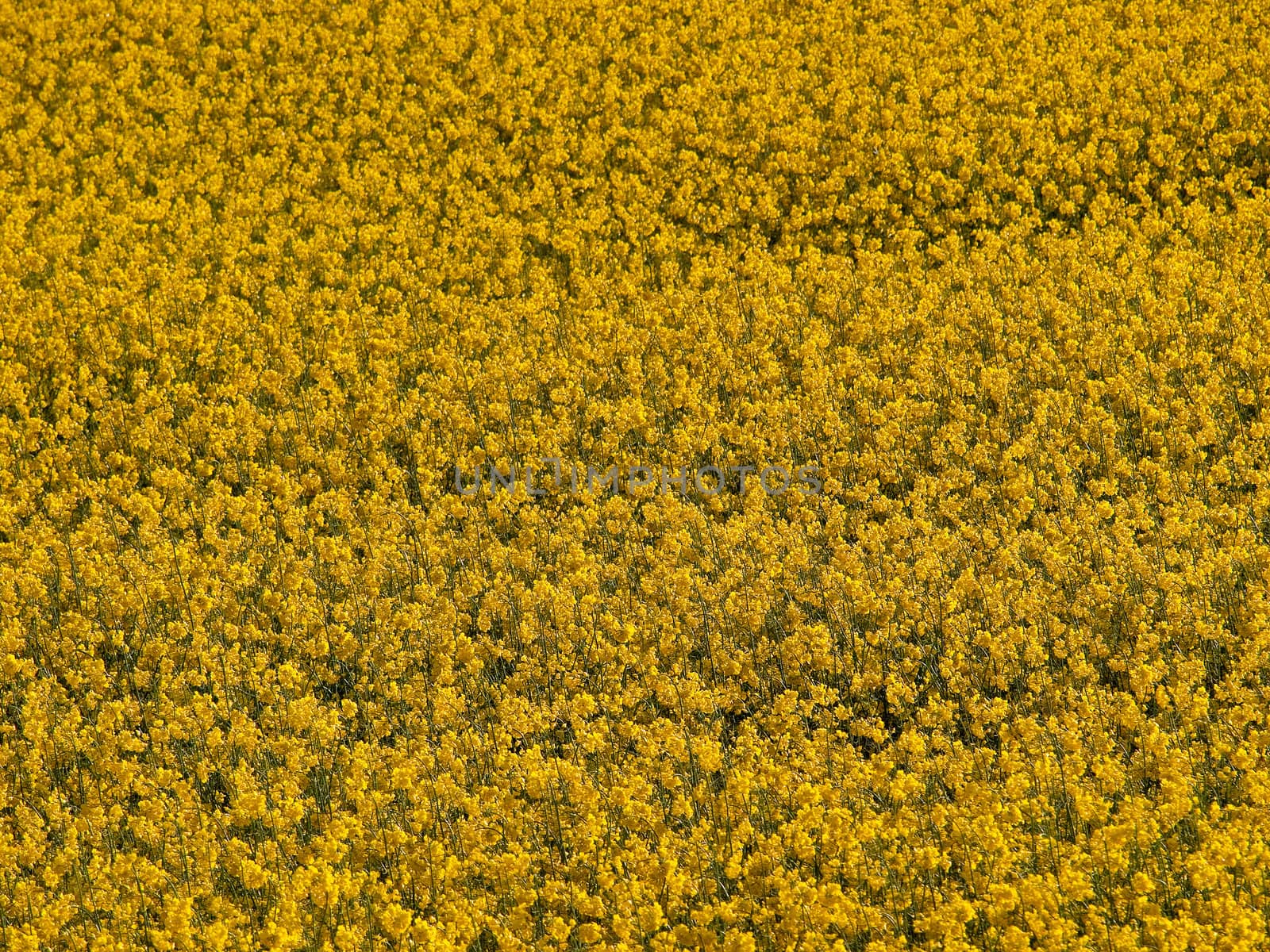 Blooming rape flowers field - modern alternative energy background