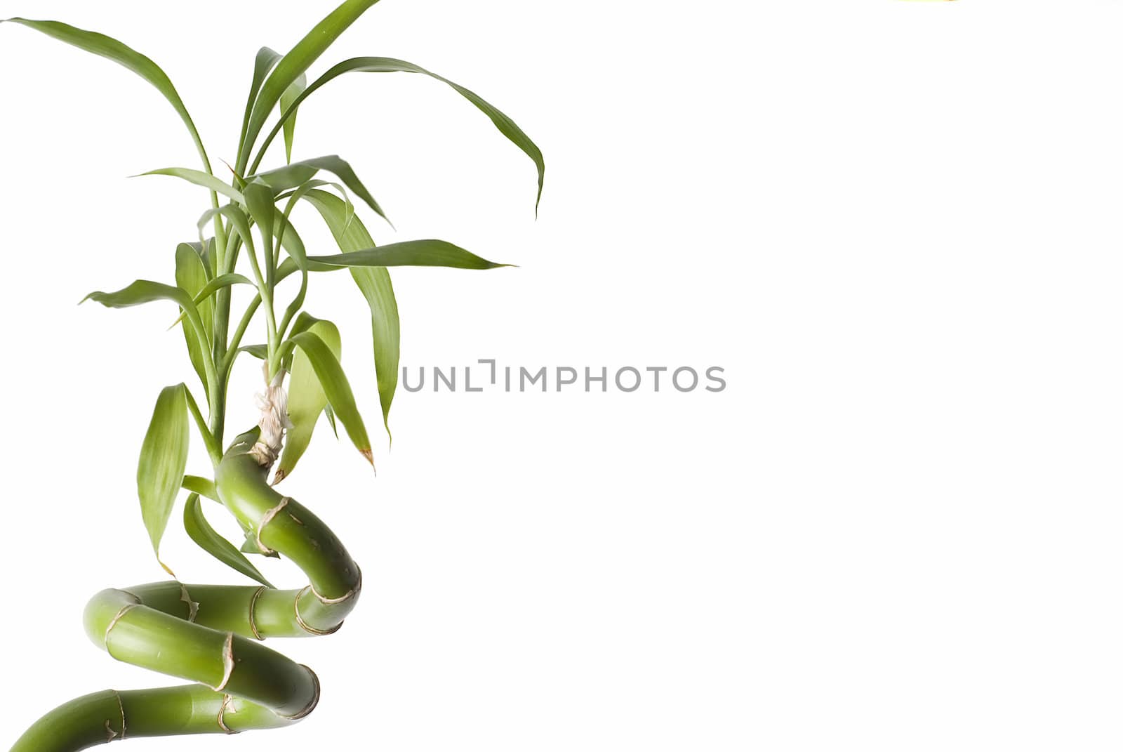 Bamboo isolated on a white background.