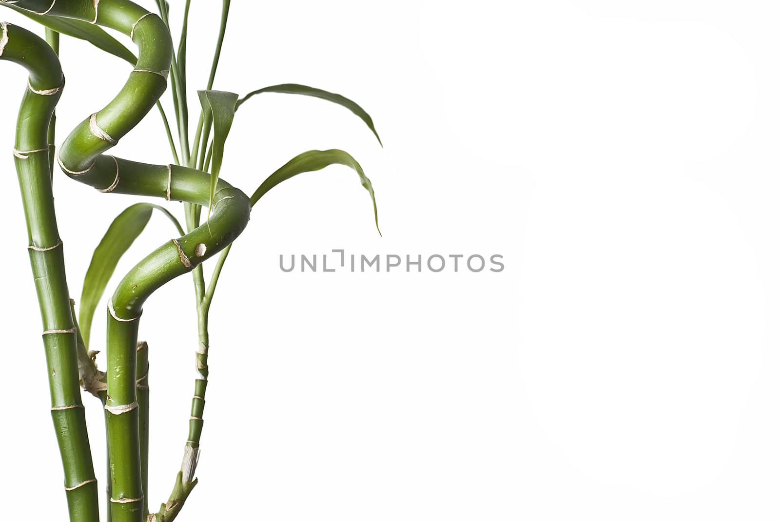 Bamboo isolated on a white background.