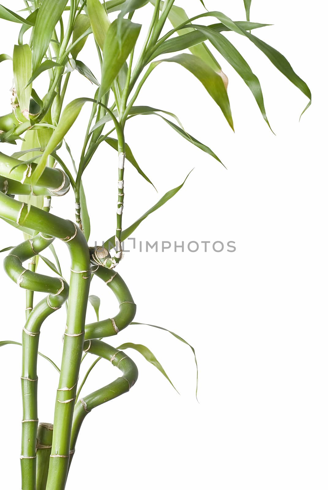 Bamboo isolated on a white background.