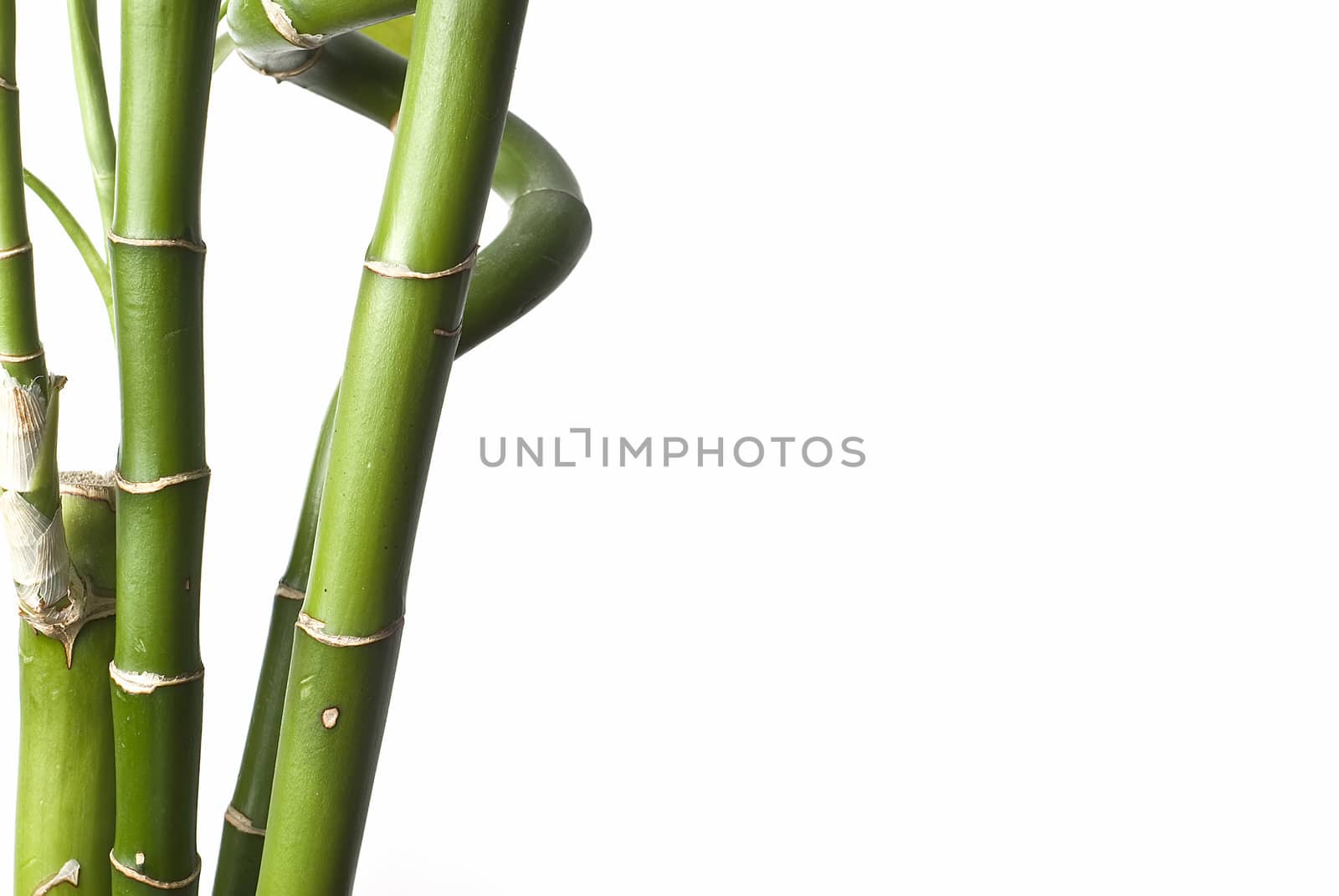 Bamboo isolated on a white background.