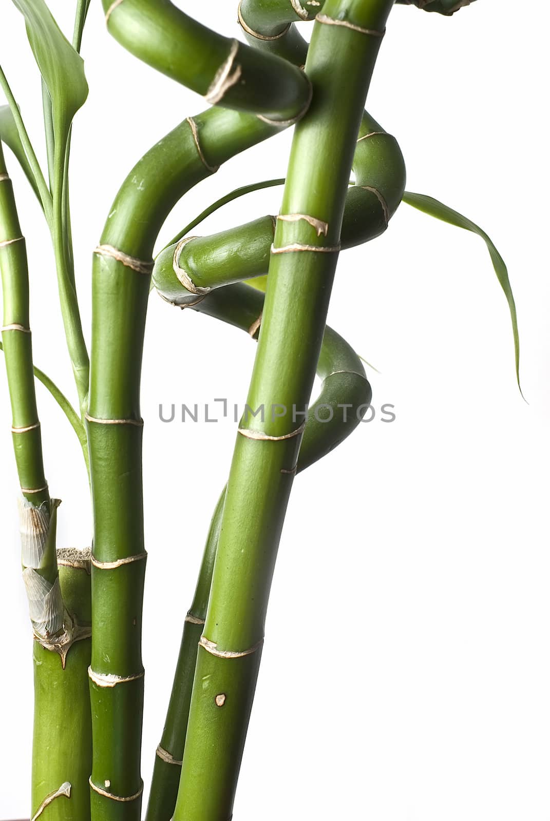 Bamboo isolated on a white background.