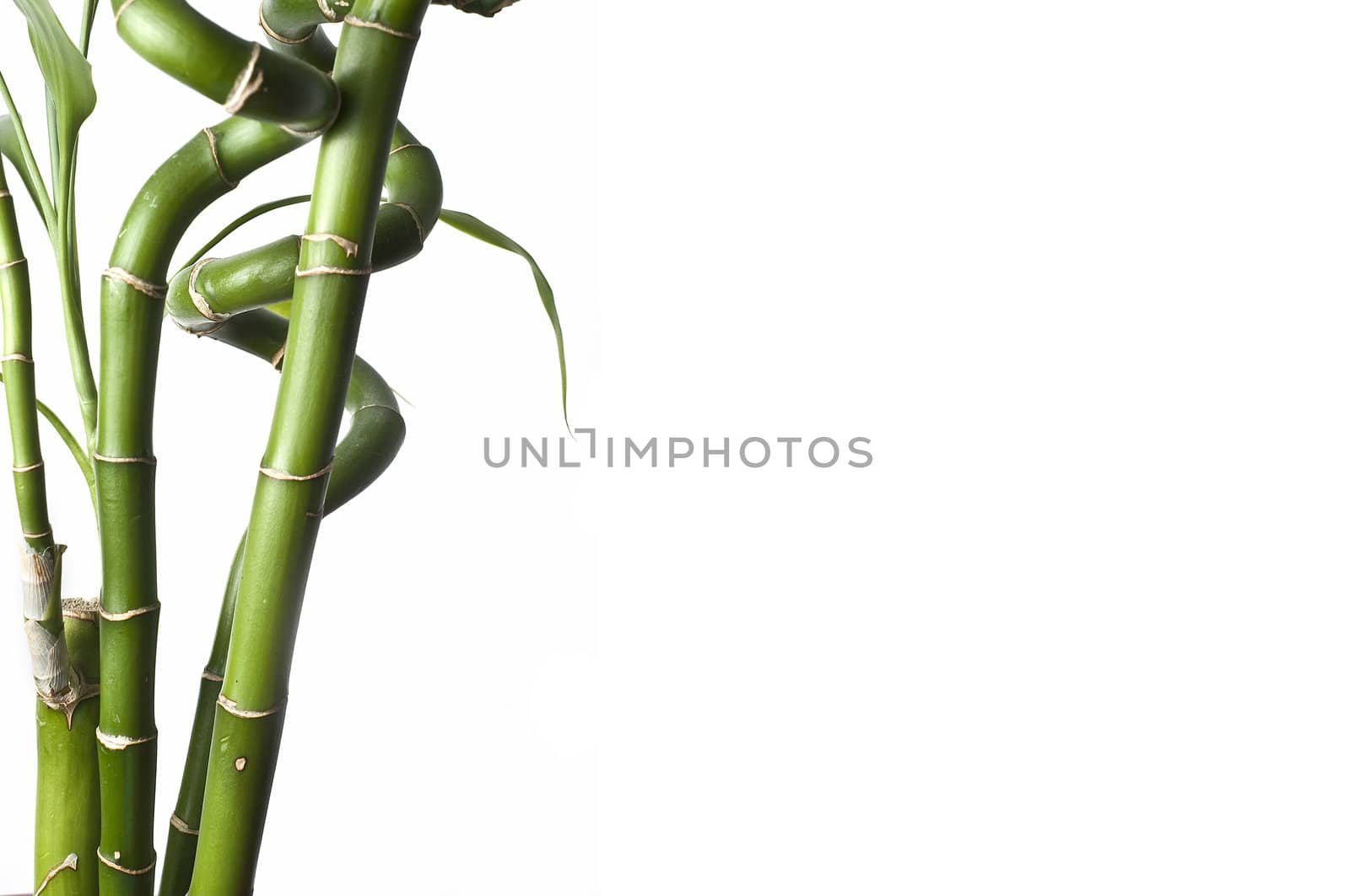 Bamboo isolated on a white background.