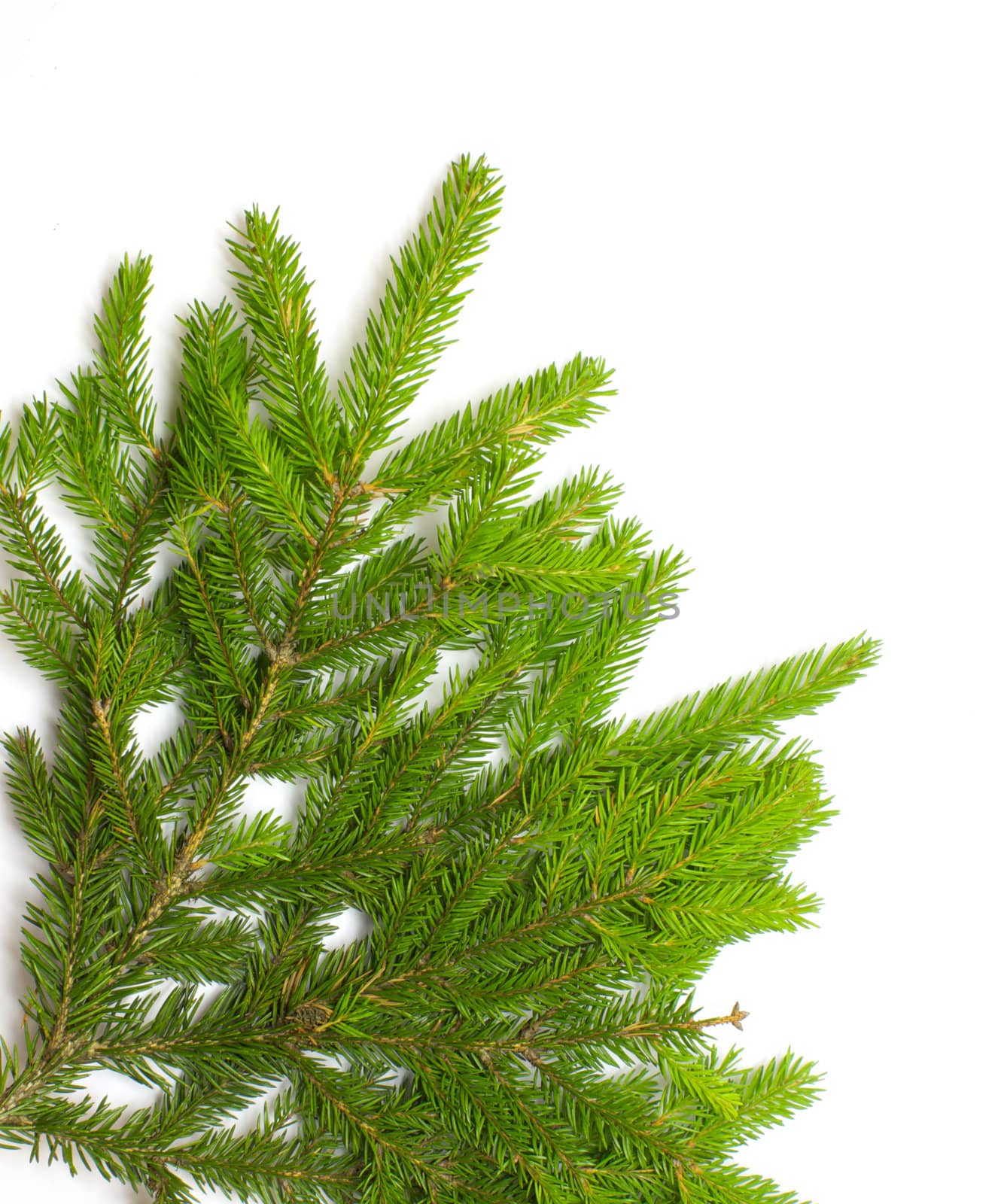 Green fresh spruce branch isolated on white