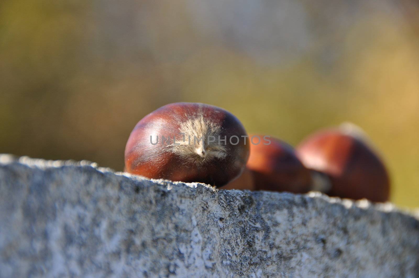 Chestnut (Castanea) and the edible nuts they produce