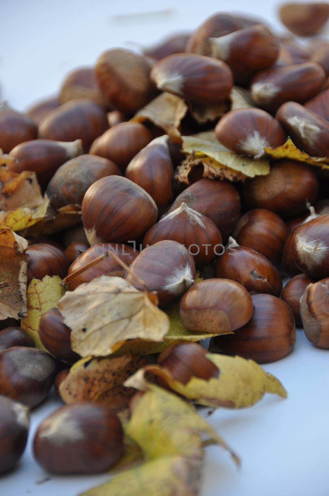 Chestnut (Castanea) and the edible nuts they produce