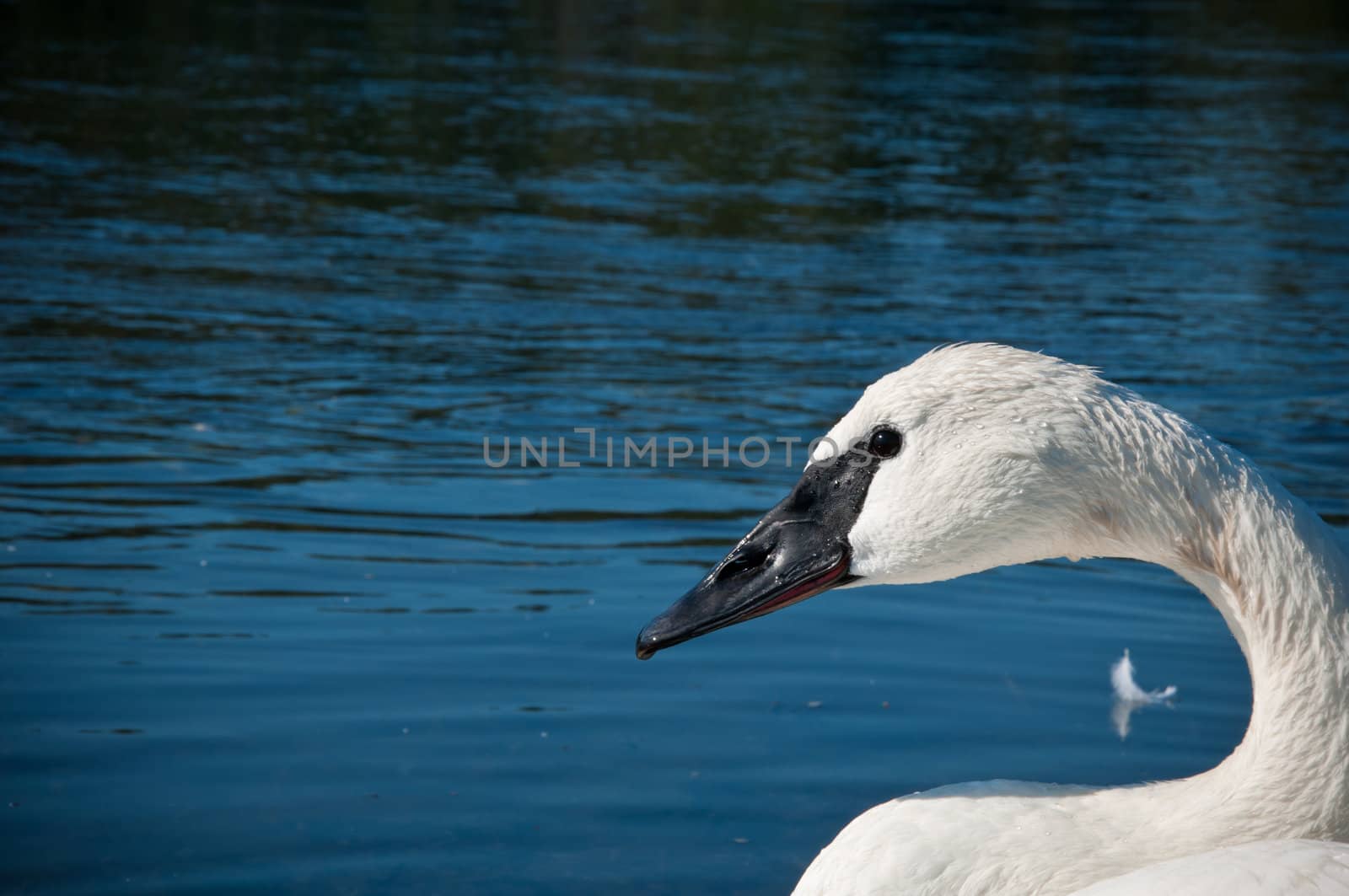 Close-up of a white mute swan swimming with a dark blue background created by the water fading off into the distance. Water droplets are visible on the birds' plumage. Possible concept for wildlife, beauty, elegance, grace, outdoors