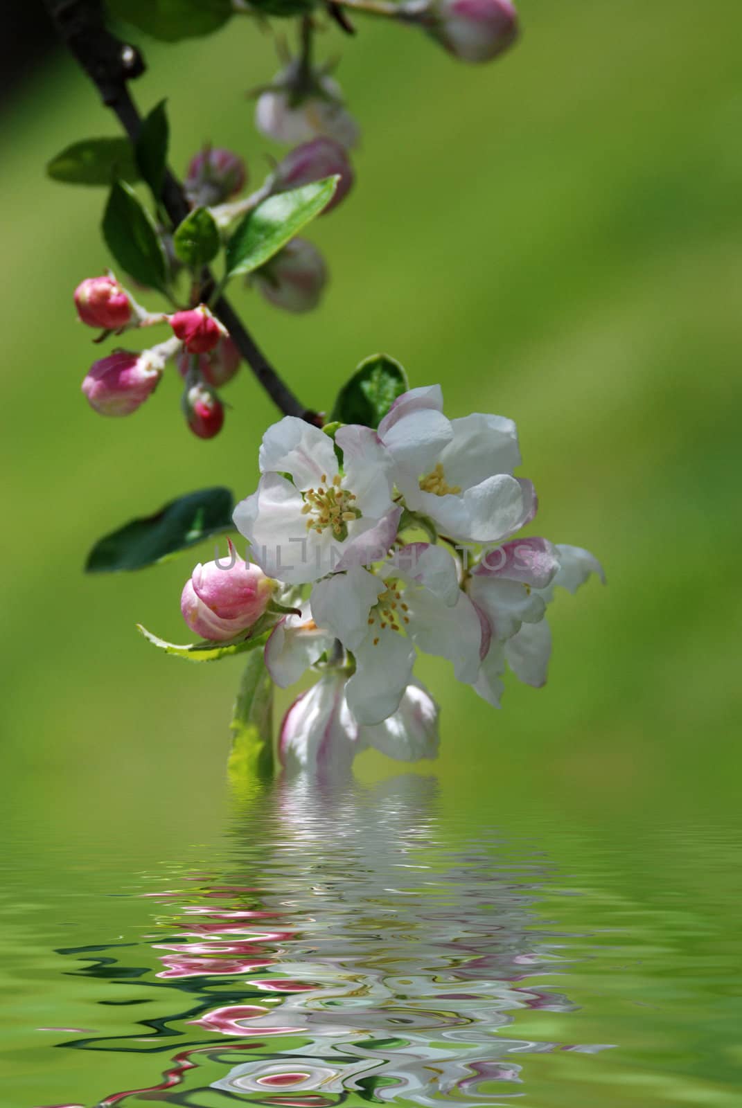 Apple tree in blossom