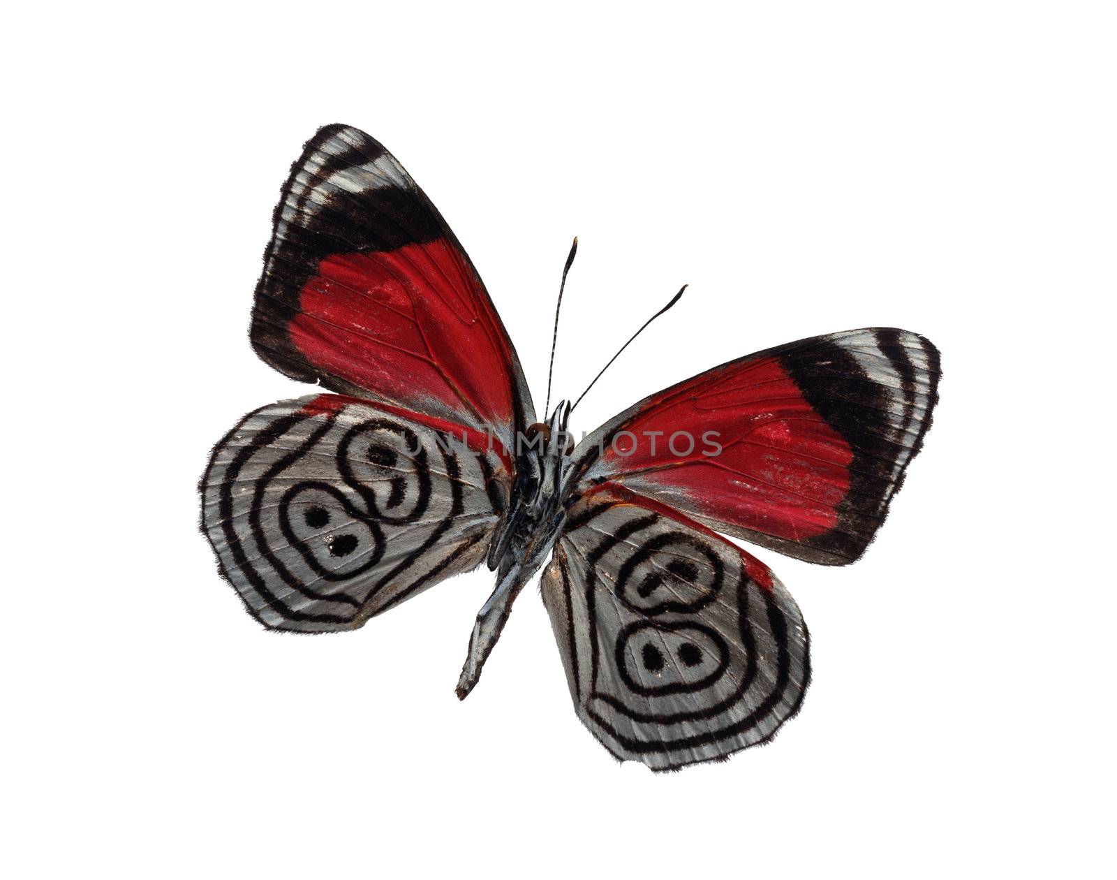 Butterfly isolated