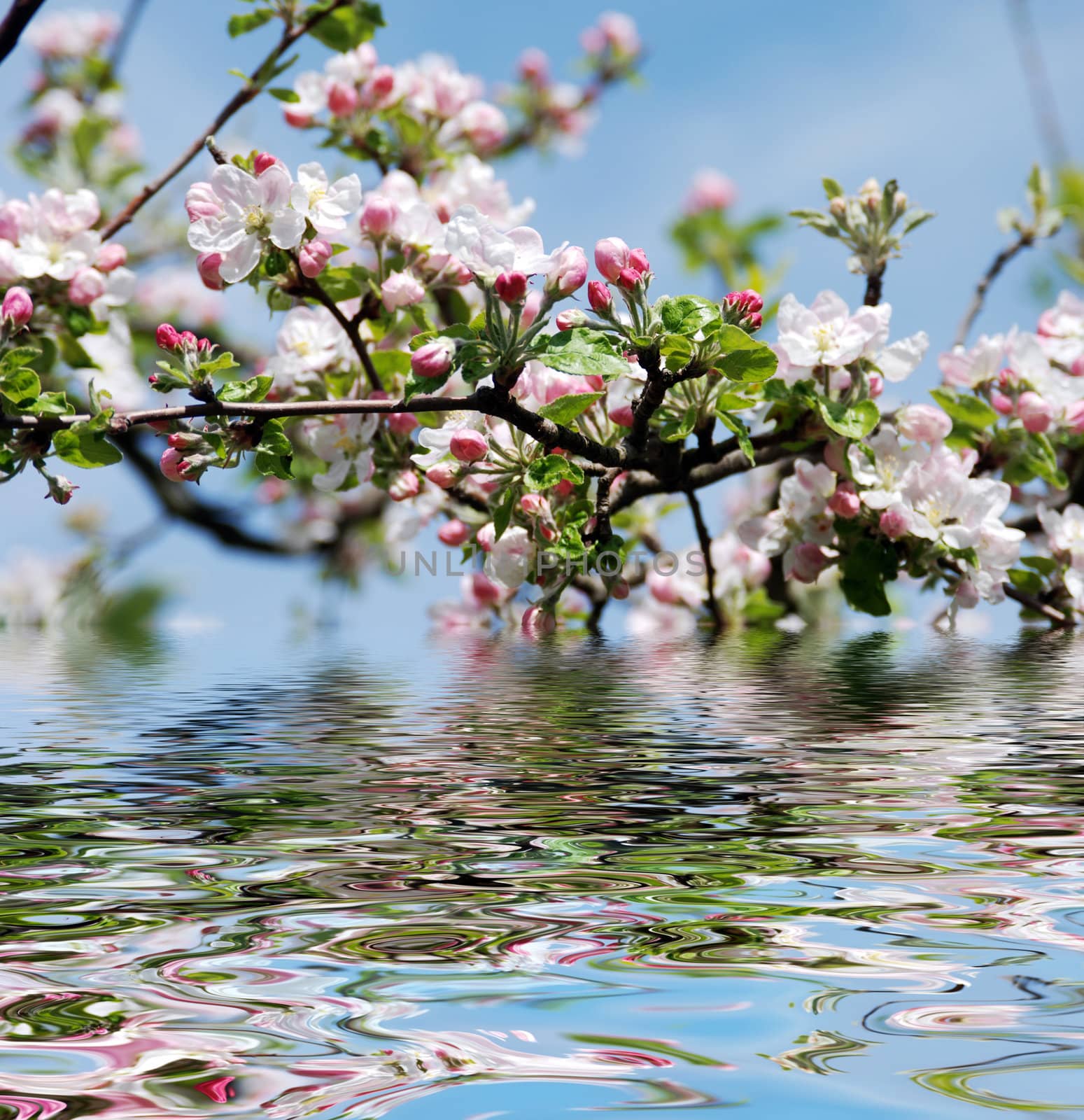 Apple tree in blossom by Riviera