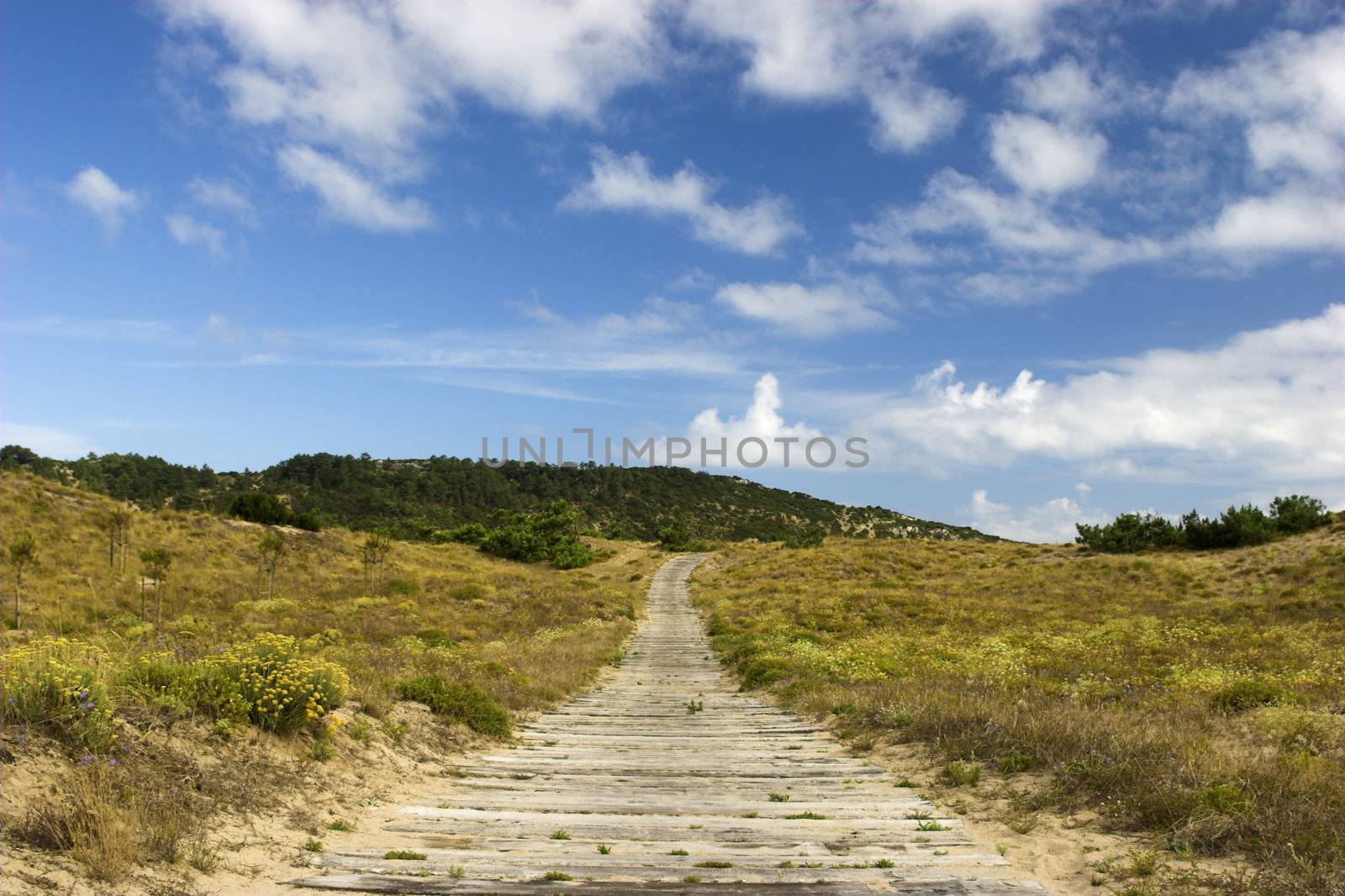 Wood path by Iko