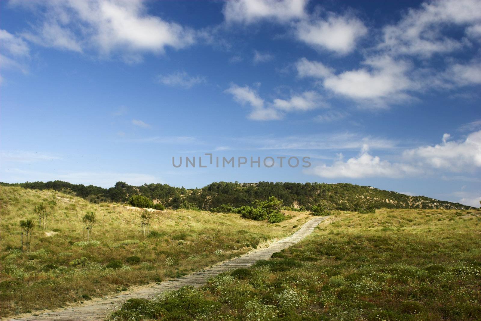 Wood path by Iko