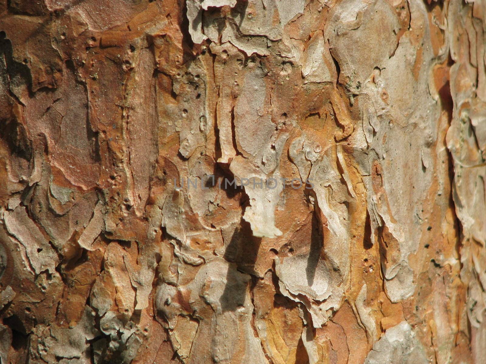Pine bark by ursolv