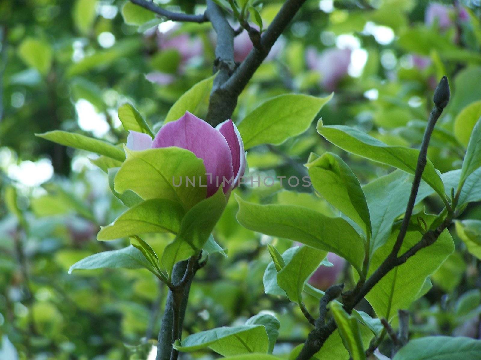 Close up of the single magnolia blossom.