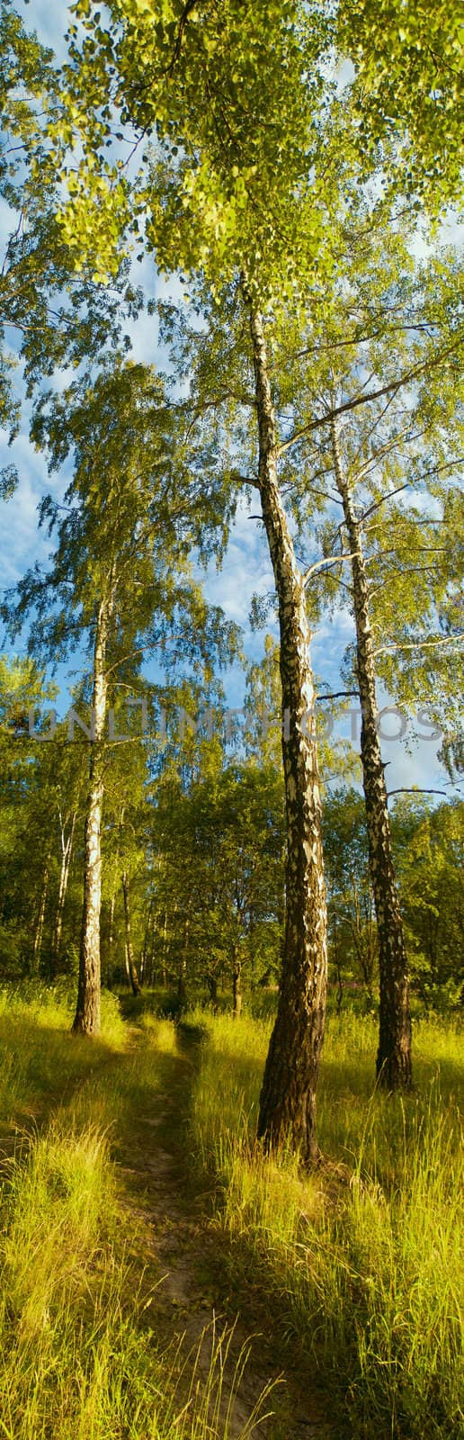 Birch forest by liseykina