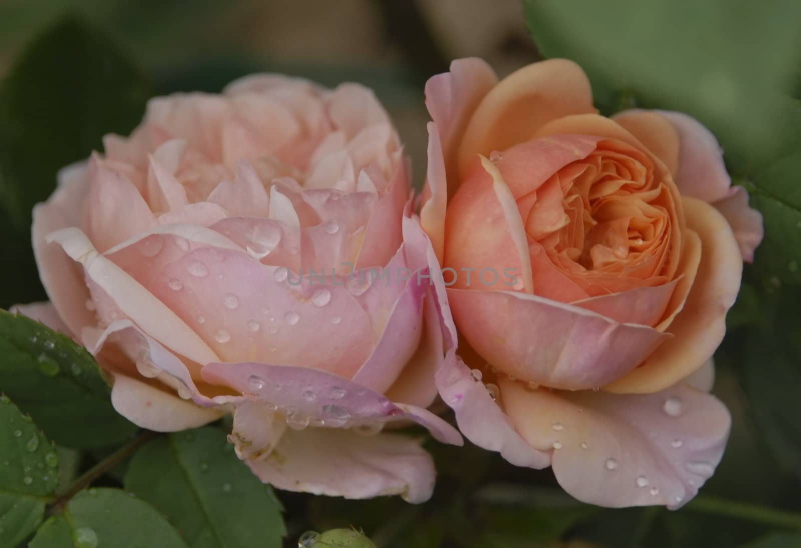 Two pink-orange 'Charlse Austin' rose flowers in a dew