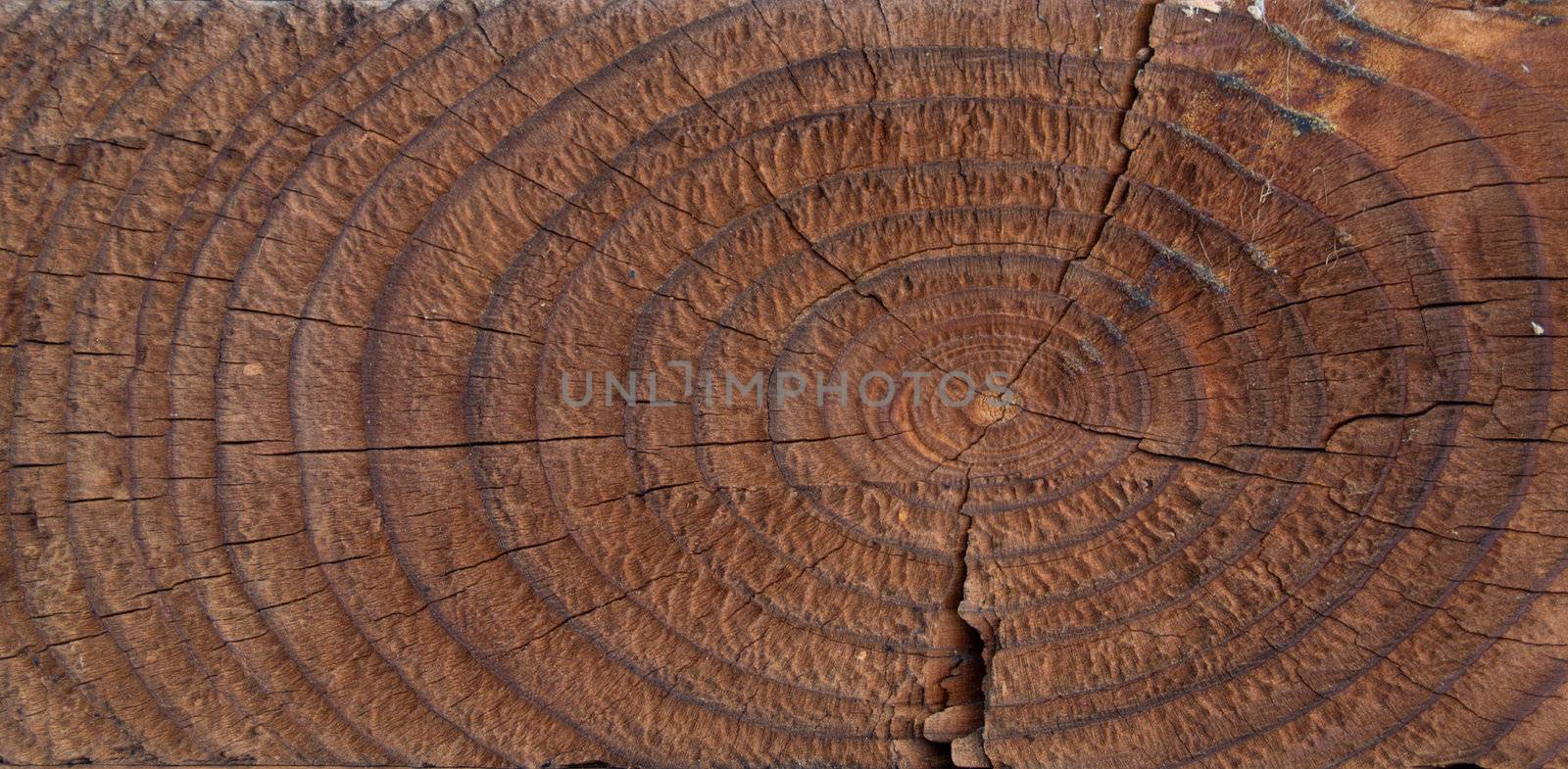 Wood texture by liseykina
