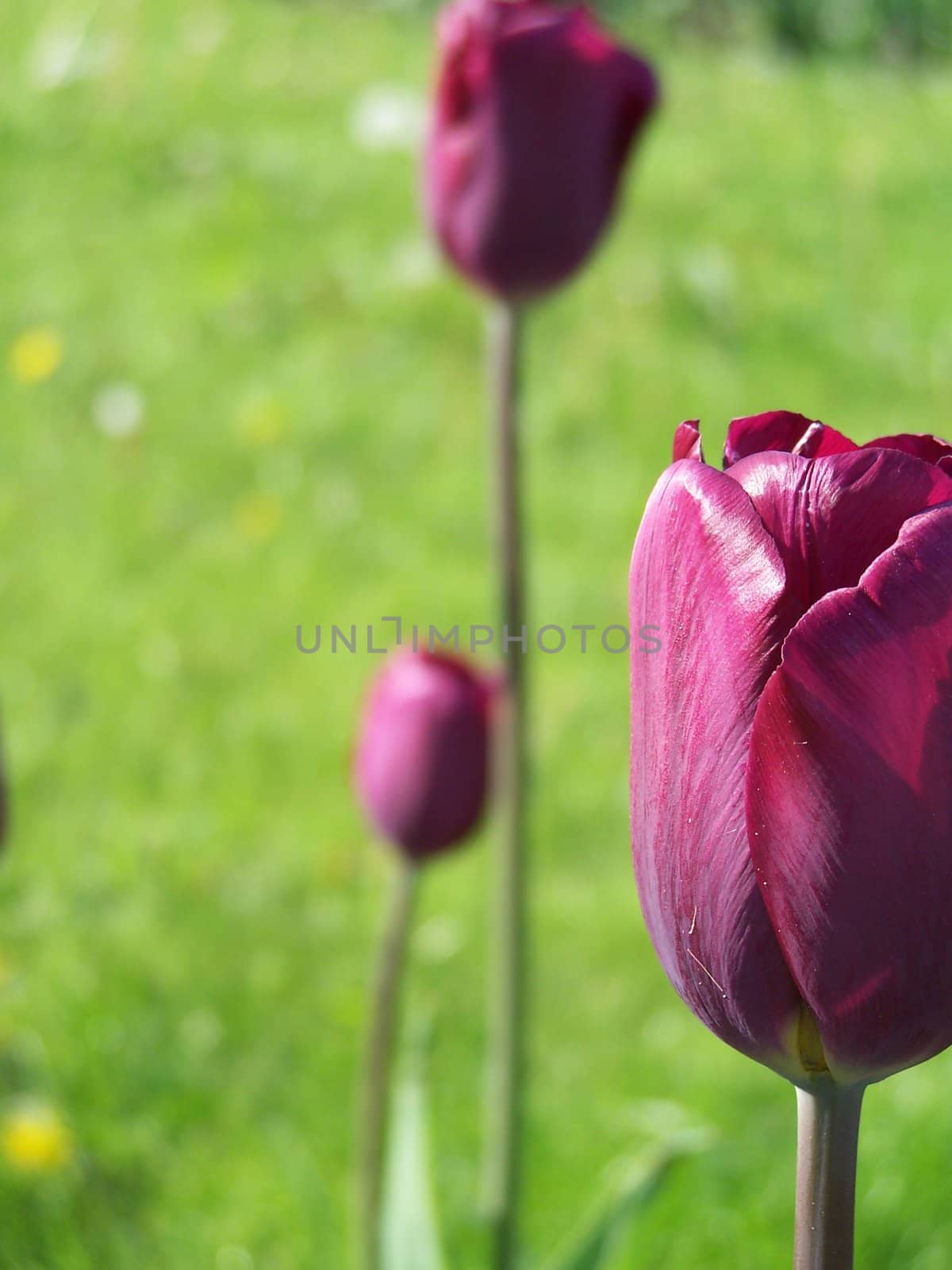 Close up of the puple tulip flower.