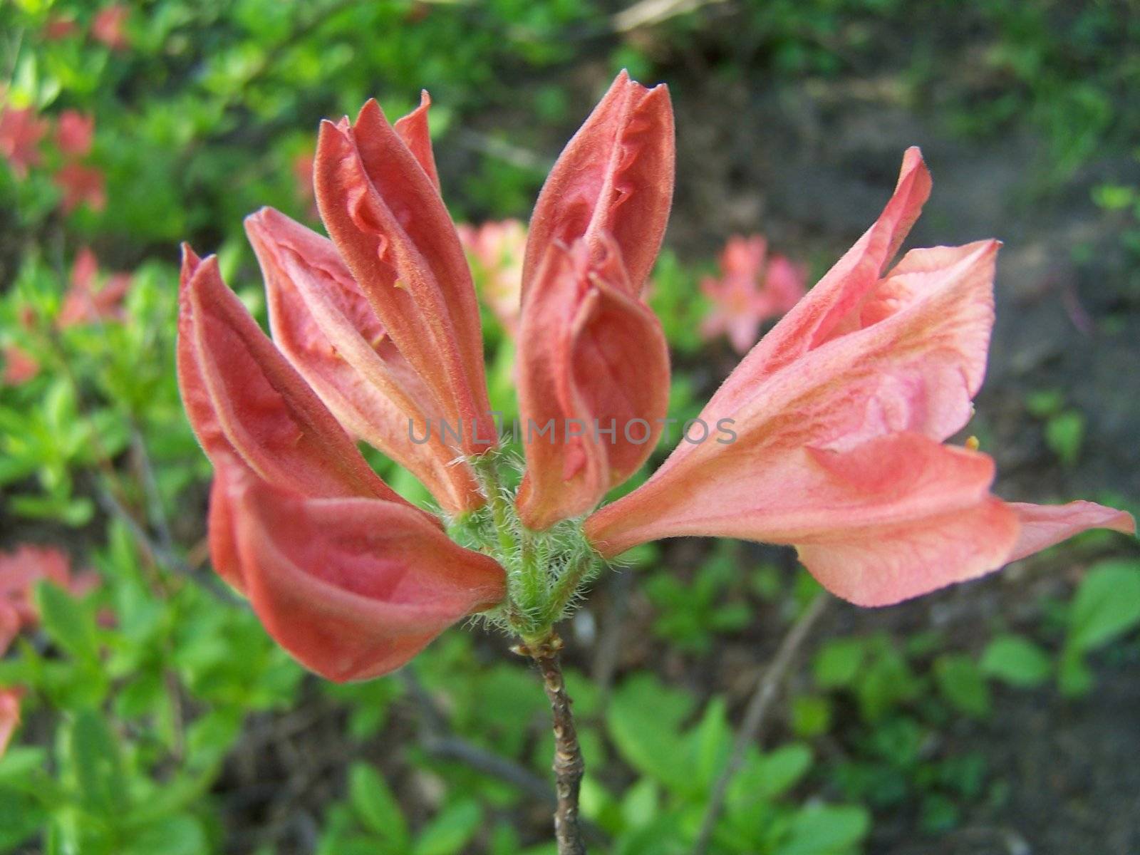 Close up of a branch with several azalea flowers.