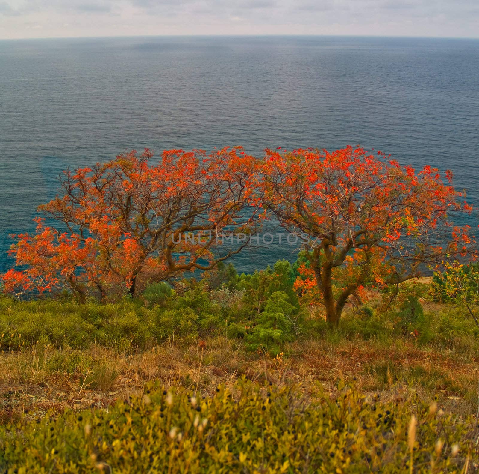 Landscape with two red trees on steep. Captured on a Black Sea, near Anapa town.