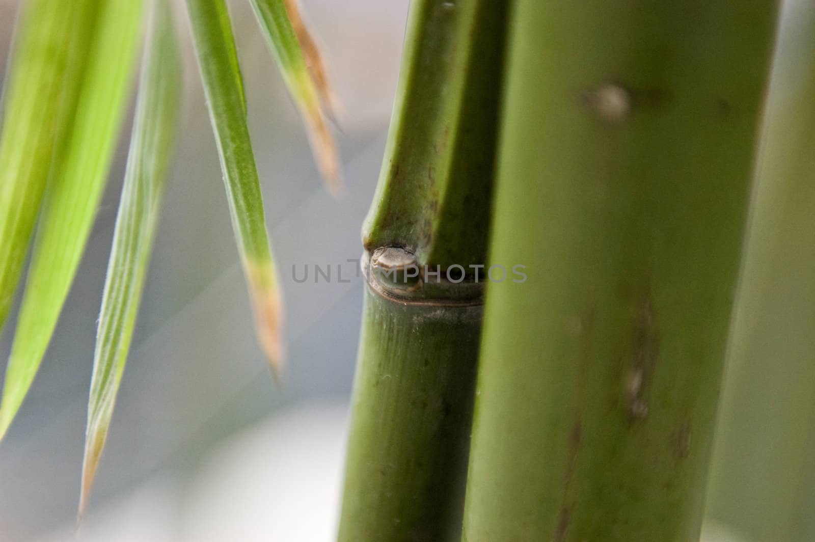 Bamboo stalk and leaves