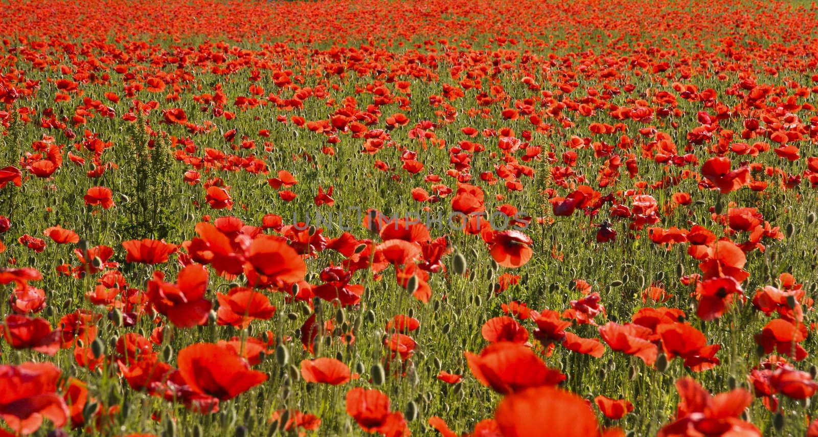 Red poppy field by ursolv