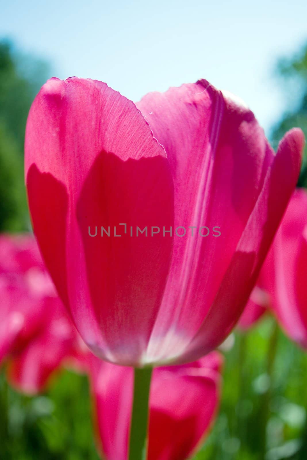 Tulip by dolnikow