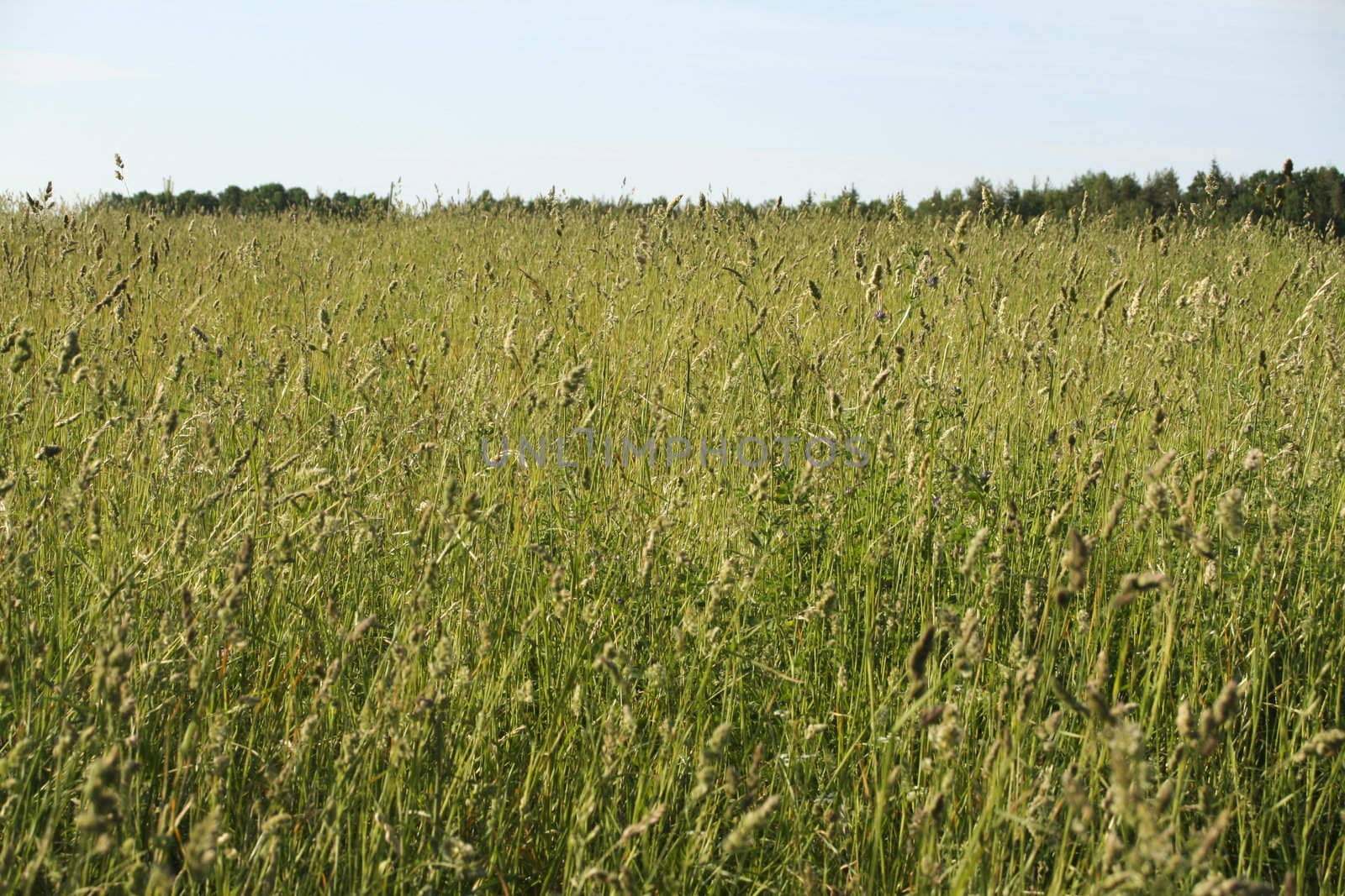 Green grass field by ursolv