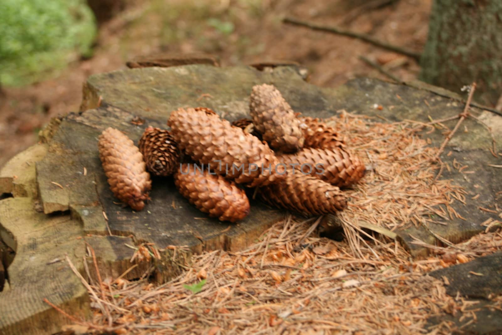 Pine cones by ursolv