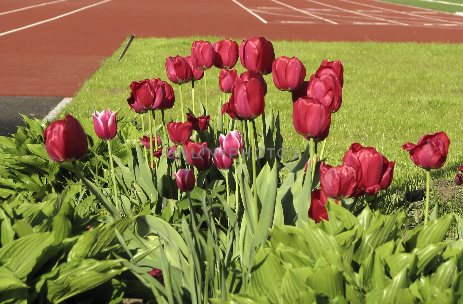 Tulips in Spring and soccer field