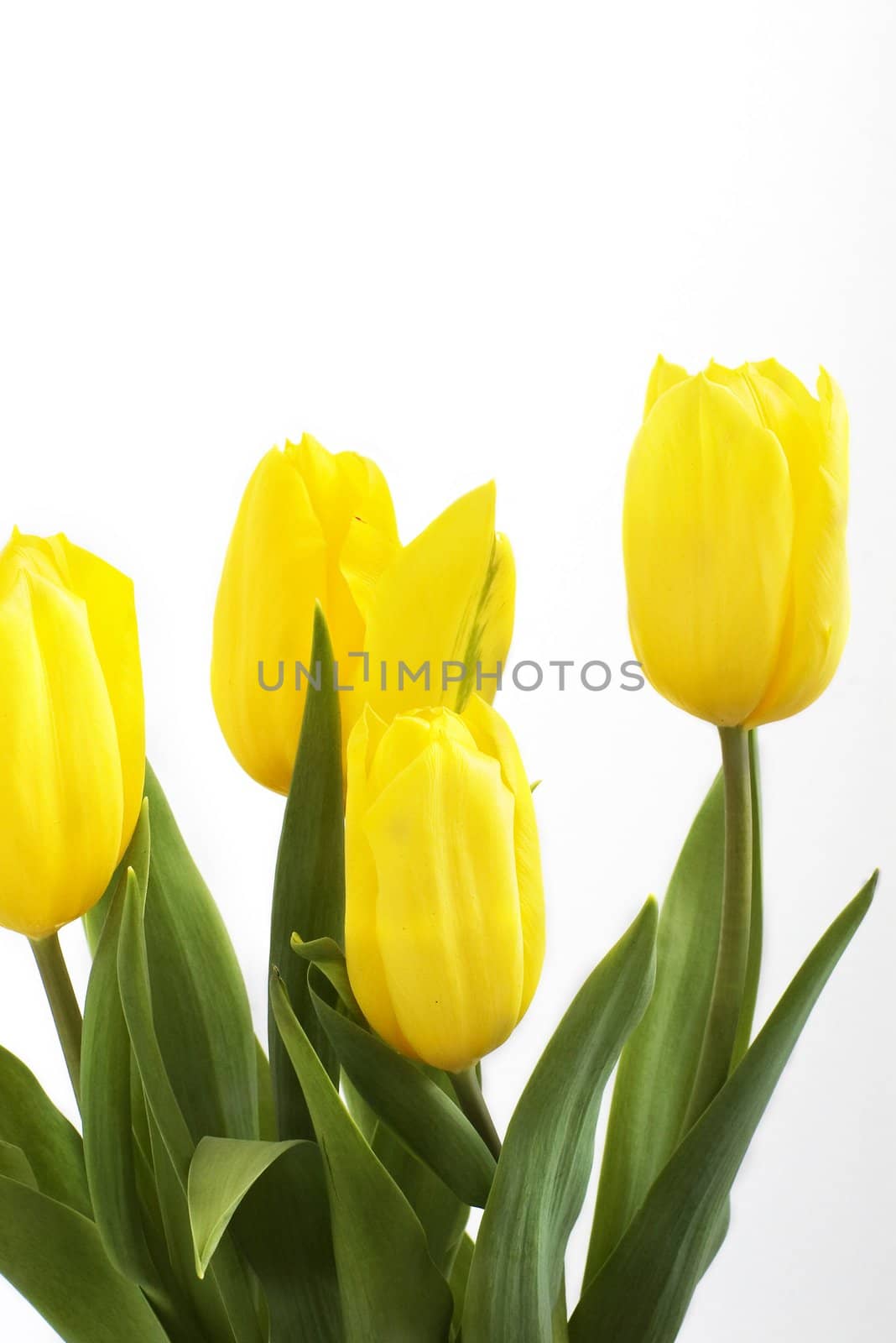 Fresh tulips by dolnikow