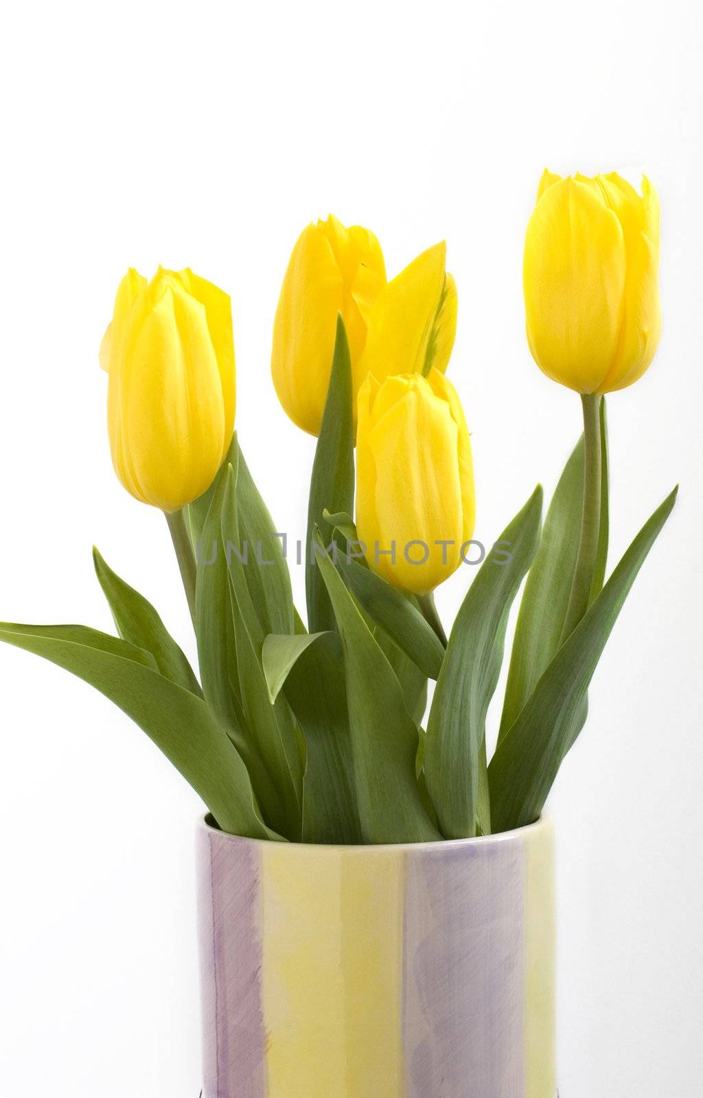 Fresh tulips in vase isolated on white background