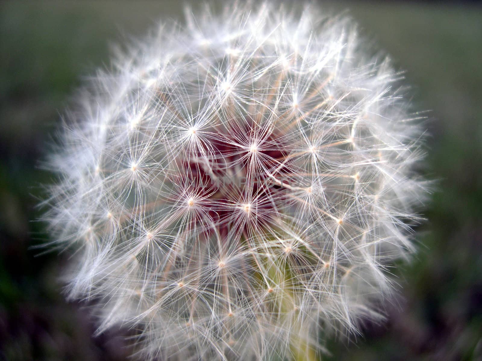 macro shot of a dandelion in my front lawn