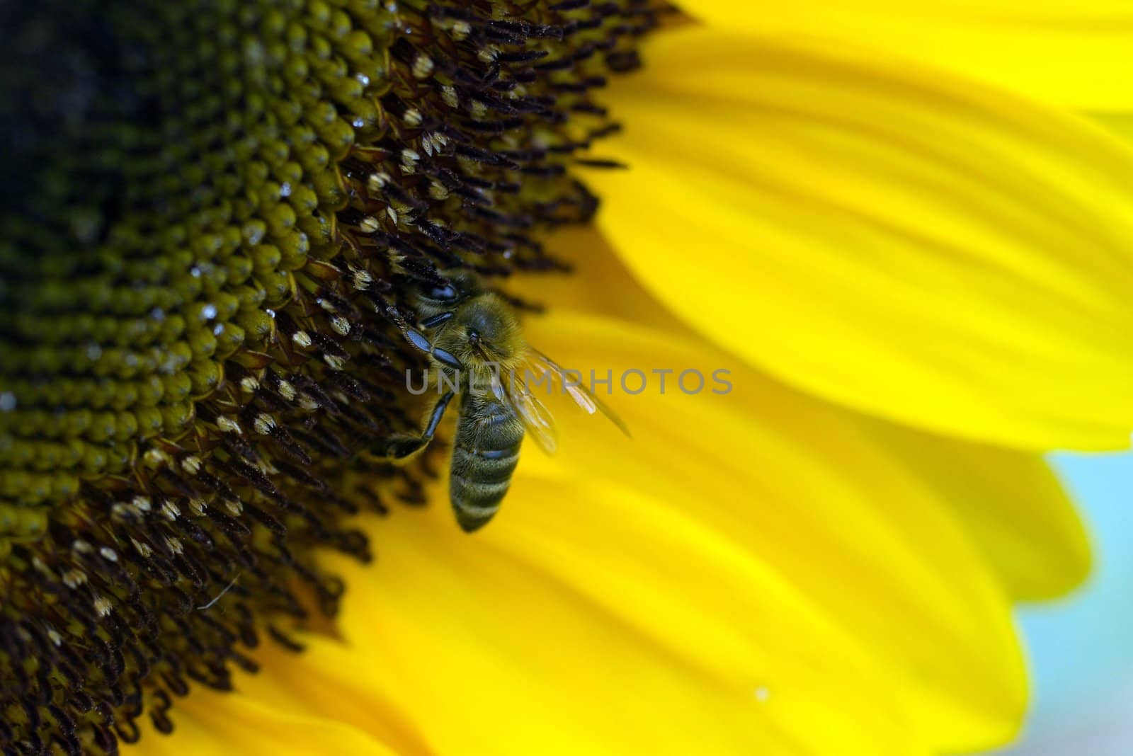 Sunflower by dolnikow