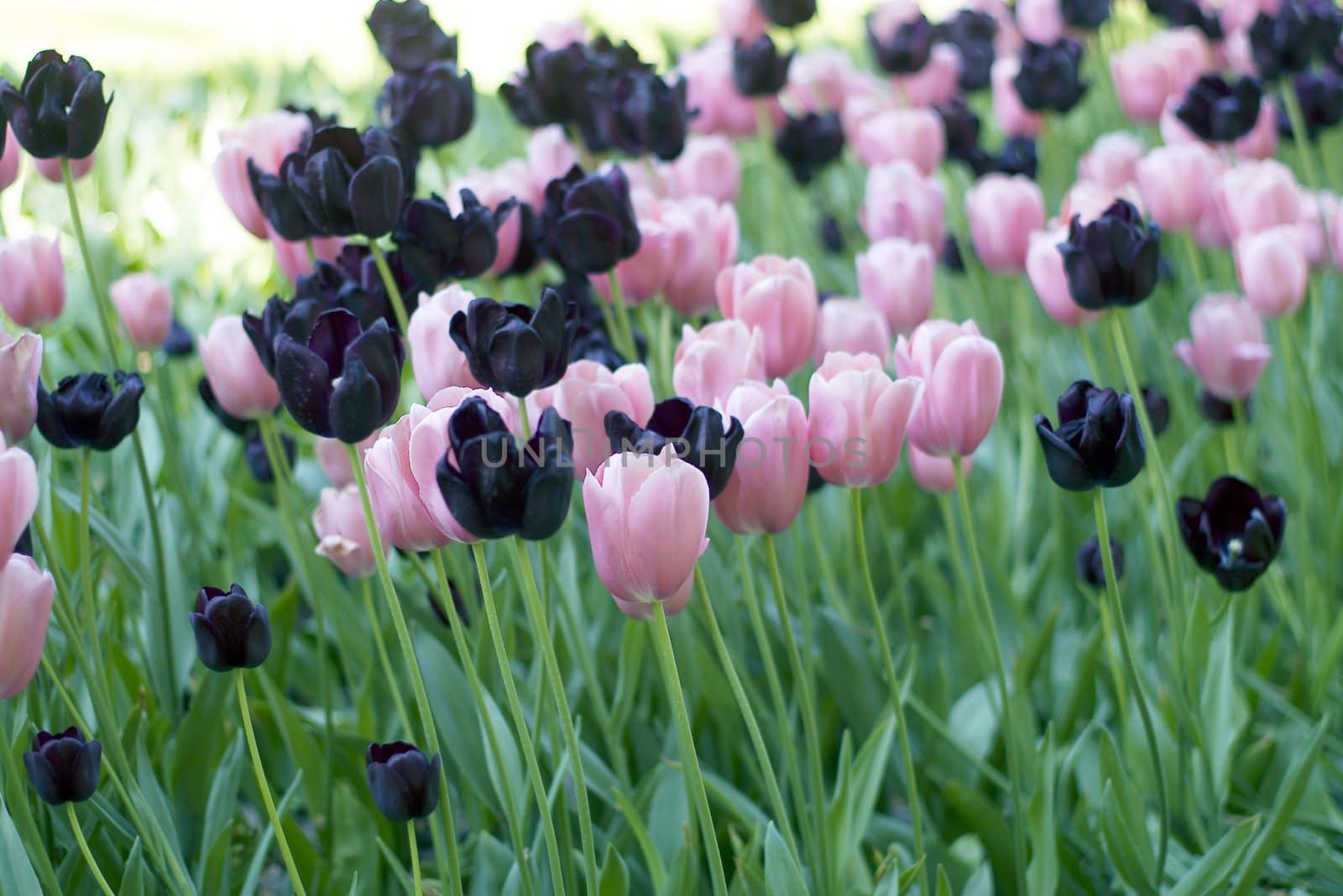 Tulips plant in Holland. Kukenhof Gardens. by dolnikow